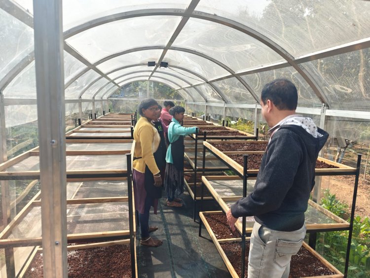 जशपुर के महुआ को मिला 'वैज्ञानिक आधार': सोलर टनल ड्रायर से अब बनेगा ग्लोबल स्टैंडर्ड फूड