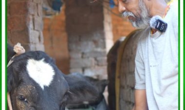 सफलता की कहानी: जशपुर के किसान मधुसुदन ने गौपालन से लिखी समृद्धि की नई इबारत
