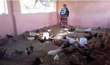 जशपुर में बर्ड फ्लू को लेकर प्रशासन अलर्ट: कलेक्टर के निर्देश पर 9 'रैपिड रिस्पॉन्स टीमें' गठित