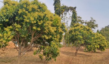 सावधान! आम की फसल पर 'मैंगो हॉपर' का खतरा: उद्यान विभाग ने जारी की एडवाइजरी, बचाव के लिए करें ये उपाय