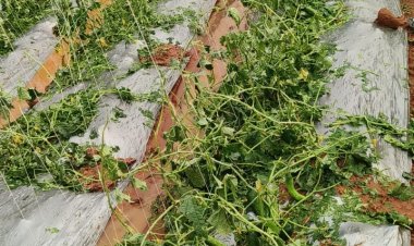 जशपुर: बेमौसम बारिश और ओलावृष्टि से फसलों को भारी नुकसान, उद्यानिकी विभाग ने जारी की एड-ऑन कवर की सलाह