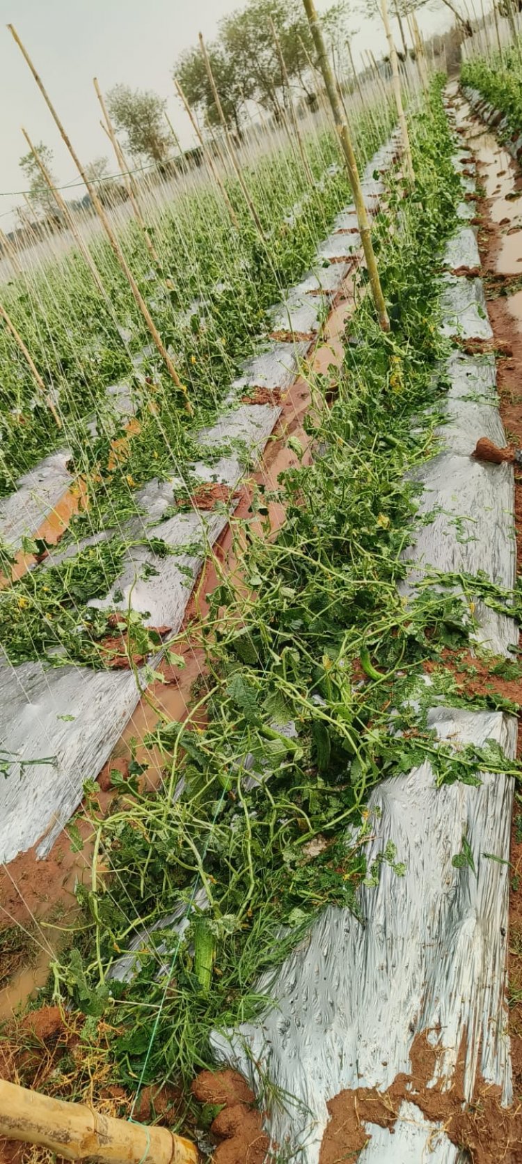 जशपुर: बेमौसम बारिश और ओलावृष्टि से फसलों को भारी नुकसान, उद्यानिकी विभाग ने जारी की एड-ऑन कवर की सलाह